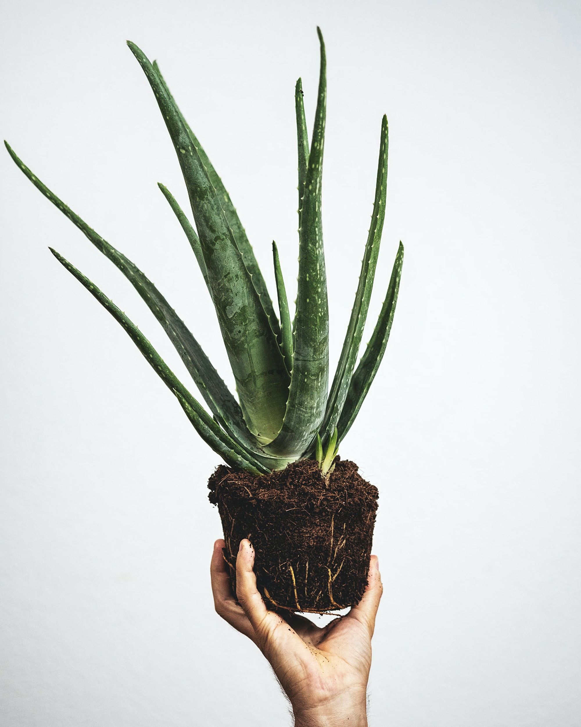 L’entretien de ses plantes : l’aloe vera