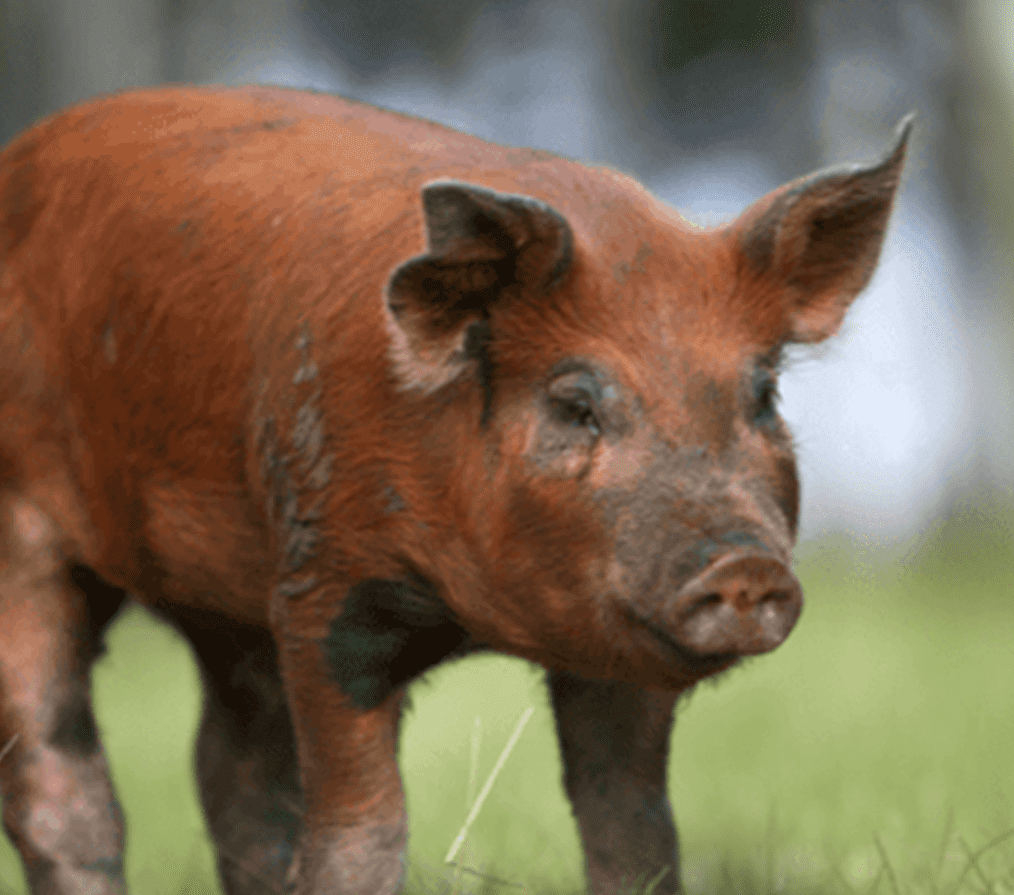 Cochon Duroc