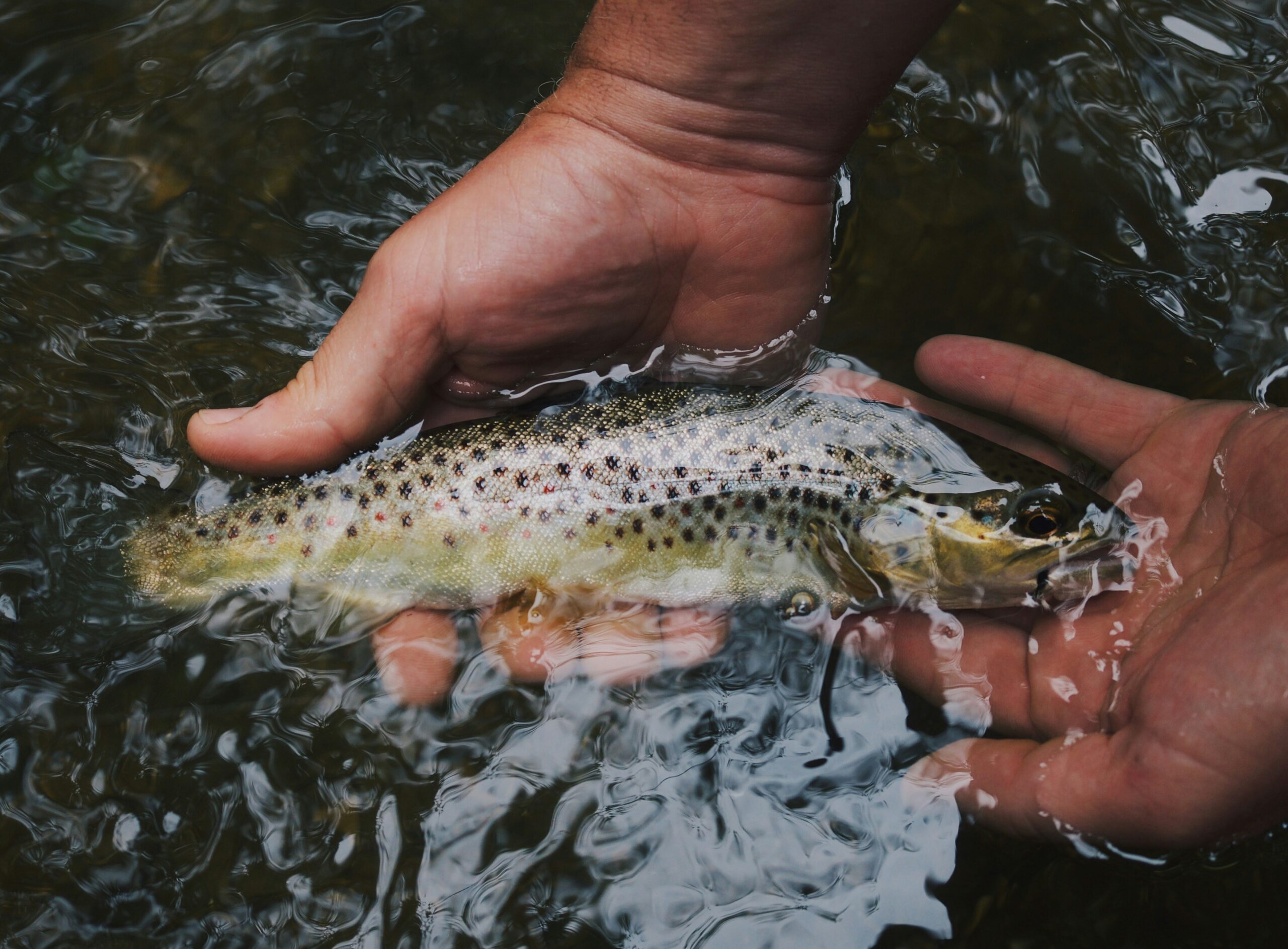 Guide Complet sur l’élevage de Poissons et l’ Aquaponie