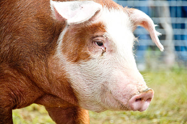 The Hereford hog is a heritage breed with coloring much like Hereford cattle.