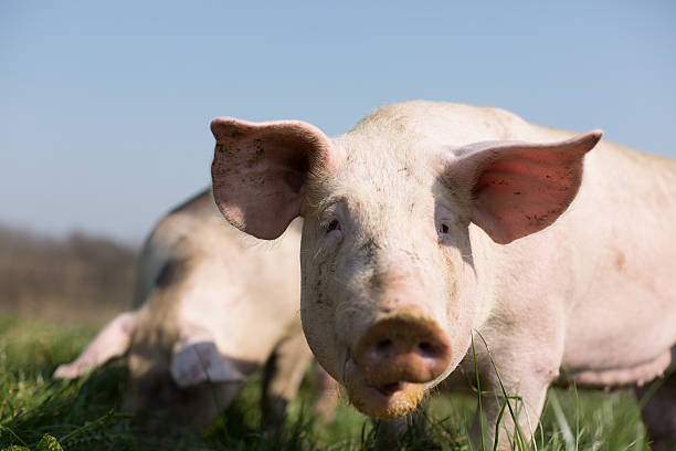 Pig with large ears on grass