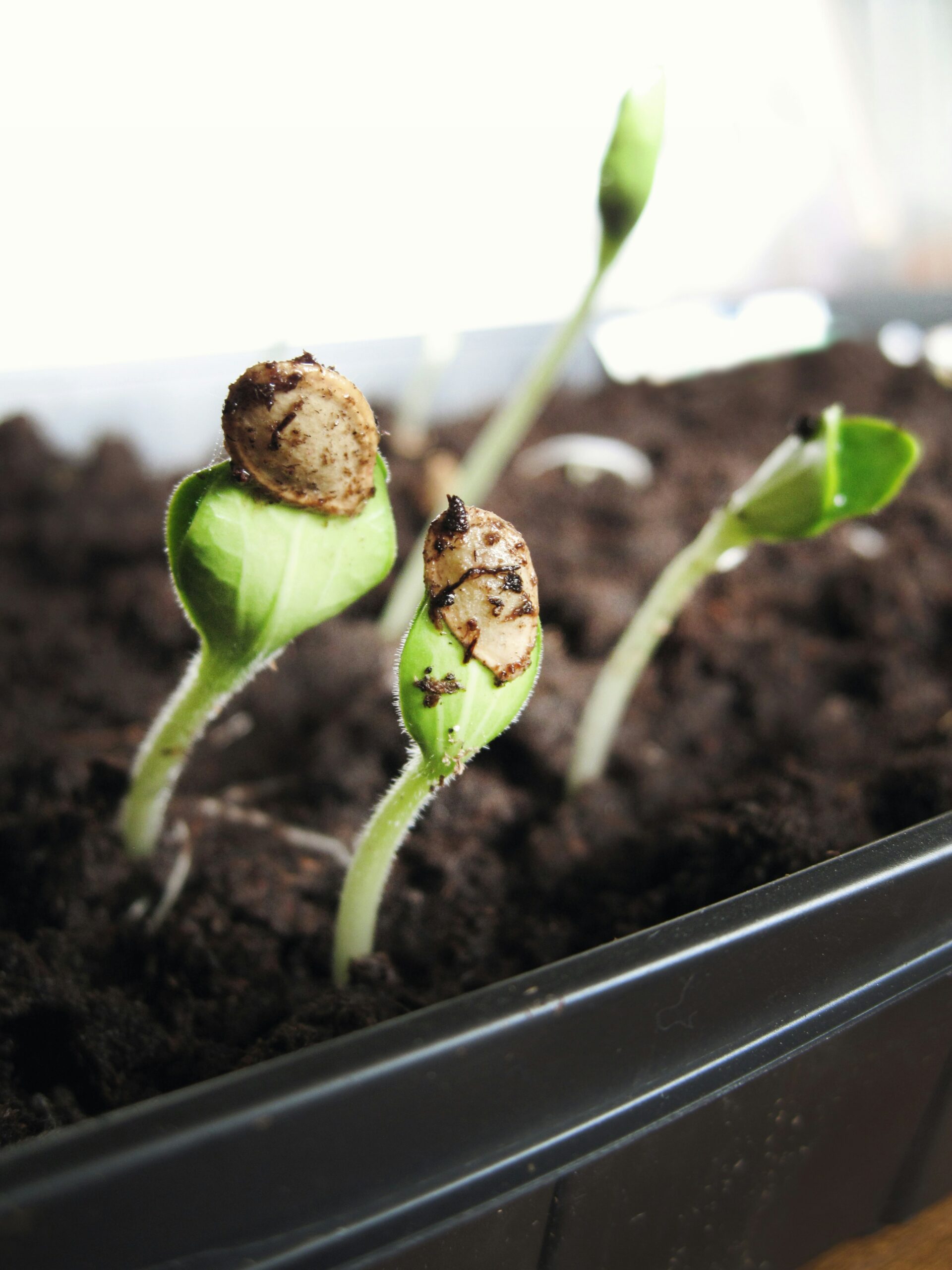 Comment Récolter et Conserver les Graines de nos Plantes